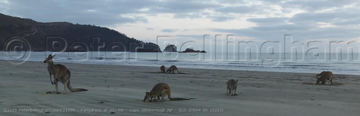 Peter Bellingham Photography Kangaroos at sunrise - Cape Hillsborough NP - QLD (PBH4 00 15223)